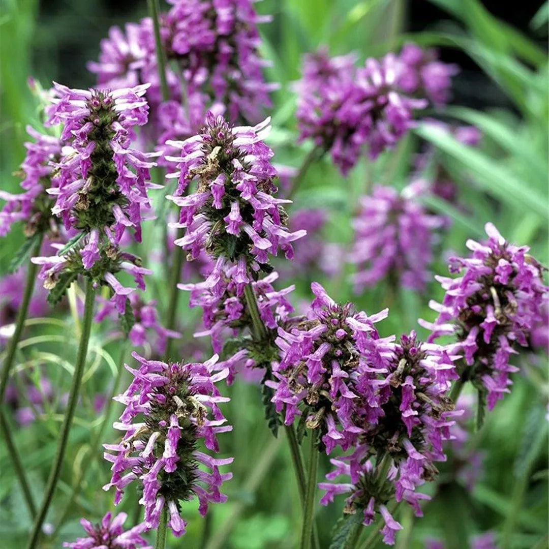 Florse