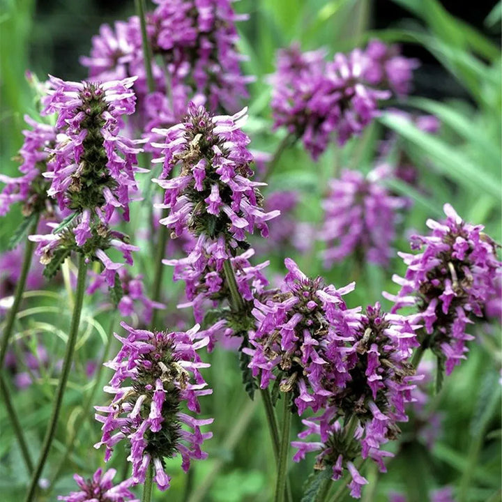 Florse